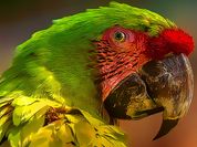 Play Parrot Bird Puzzle