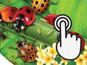 Play Ladybug Clicker