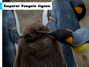 Play Emperor Penguin Jigsaw