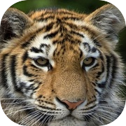 Play Cute Tiger Puzzle