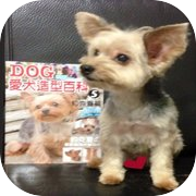 Play PuzzleYorkie