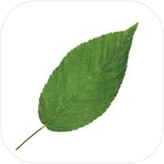 Play Breeze Up - Leaf Adventure