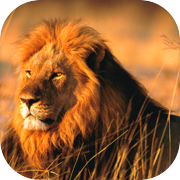 Hungry Lion : Lion Games