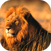 Play Hungry Lion : Lion Games