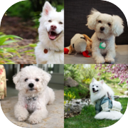Play Dogs Breeds Quiz - Guess