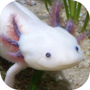 Axolotl Pet