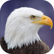 Flying Bird Eagle Simulator 3D