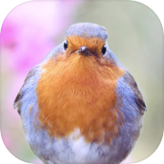 Play Lovely Bird Puzzles