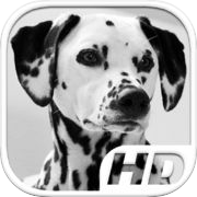 Dalmatian Simulator HD Animal Life
