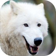 Play Arctic Wolf Survival Simulator